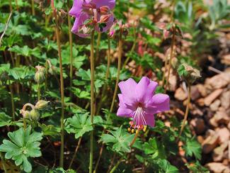 Geranium